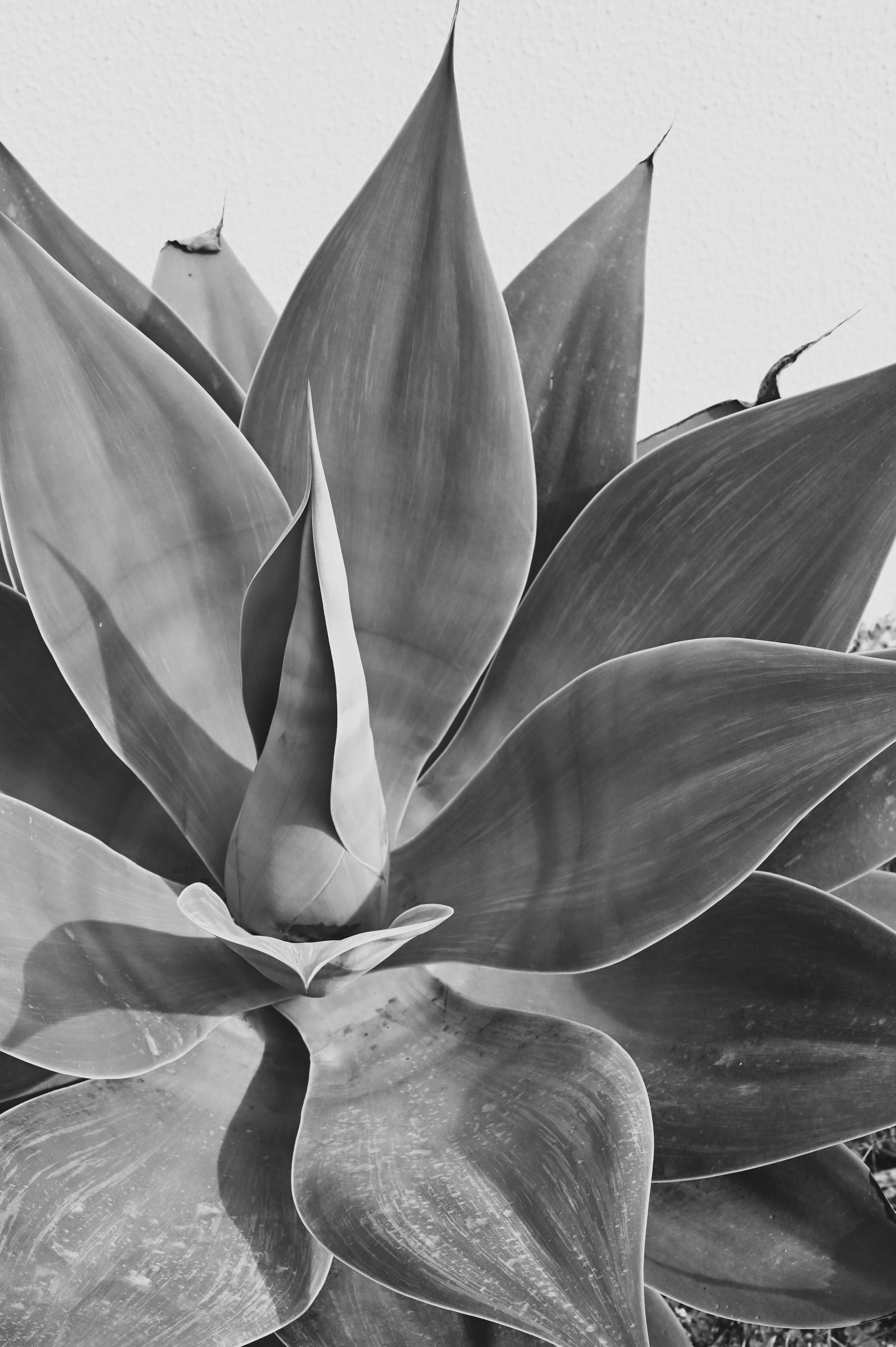 Close-up view of an agave plant in black and white, highlighting its elegant leaf structure.