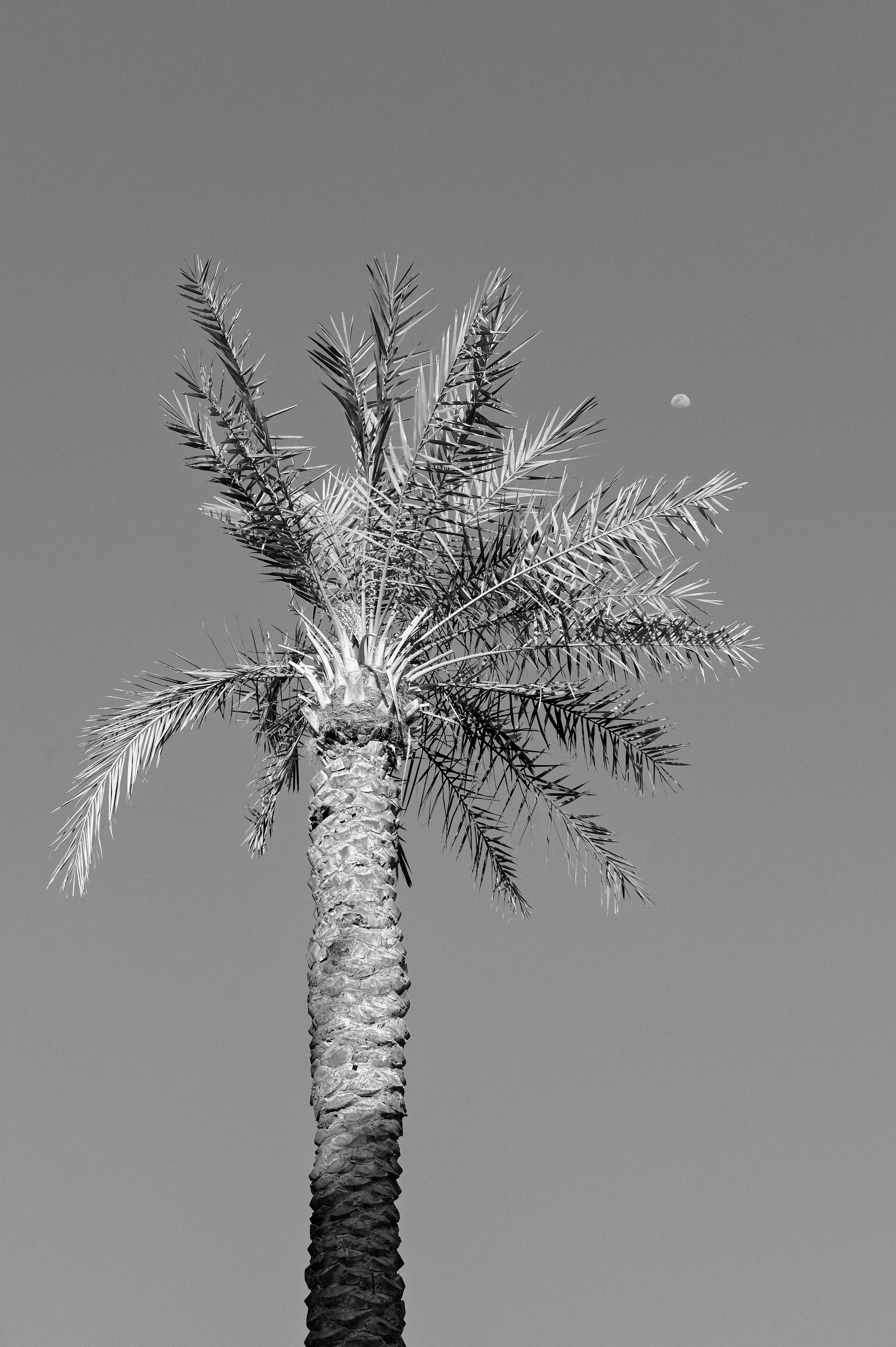 A striking black and white image of a tropical palm tree under a clear sky with the moon visible.