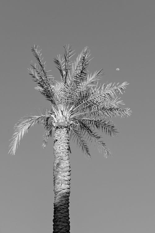 A black and white photo of a palm tree