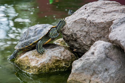 Green Turtle Crawling on Brown Stone