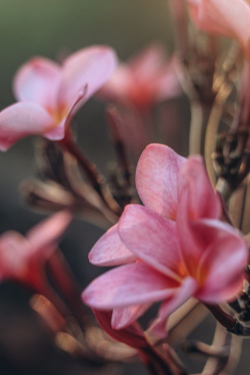 Free Vibrant pink magnolia blossoms in full bloom, captured in soft, natural light. Stock Photo