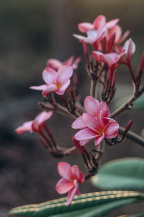 Free Close-up of pink plumeria flowers in bloom against a blurred natural background, capturing spring vibes. Stock Photo