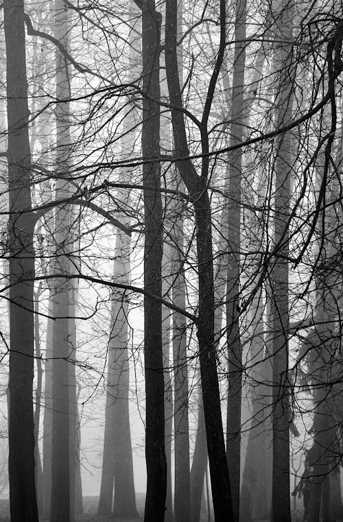 Foto profissional grátis de árvores, descoberto, floresta