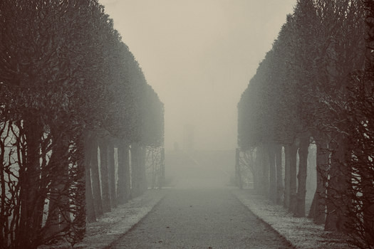 Mysterious foggy pathway lined with symmetrical trees in a misty park, evoking tranquility.