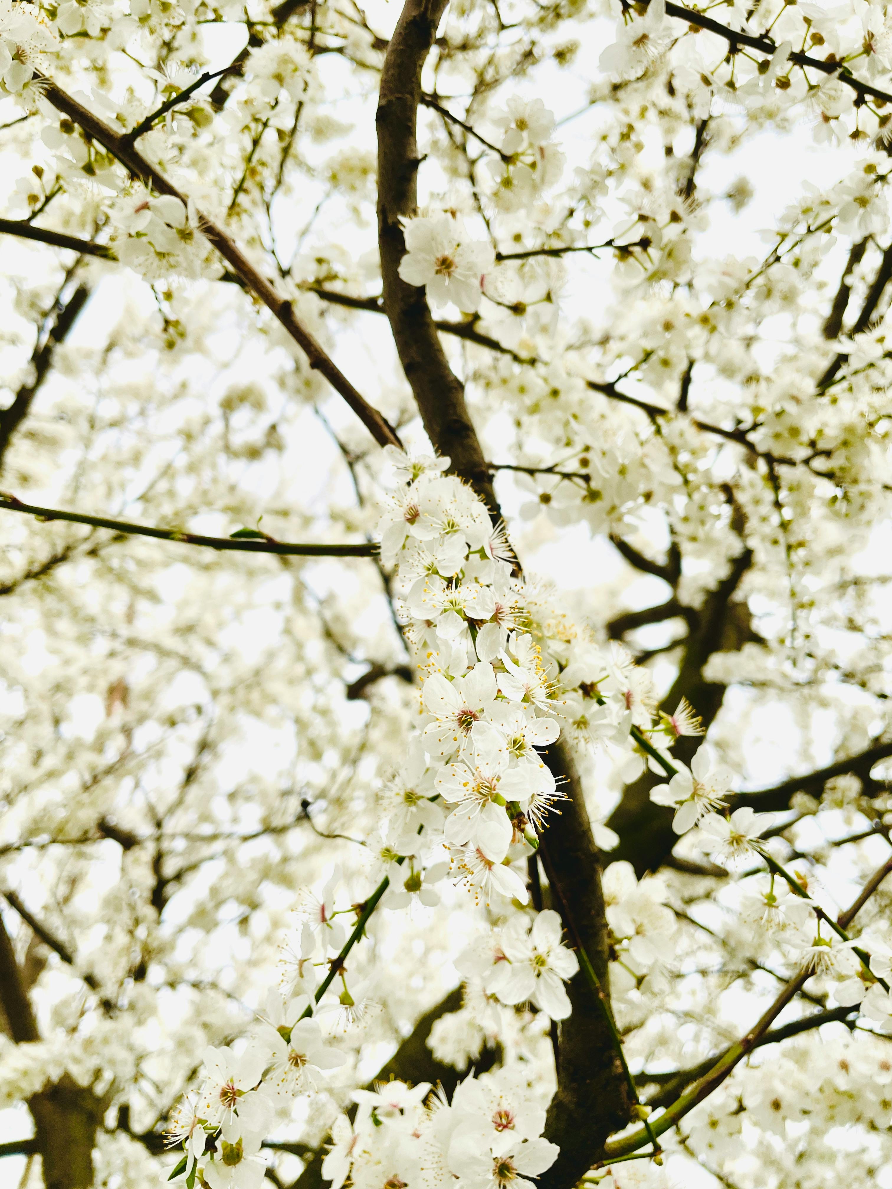 Close-up of blooming cherry blossoms with white petals on tree branches in spring.