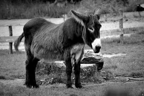 Darmowe zdjęcie z galerii z czarno-biały, fotografia zwierzęcia, gospodarstwo
