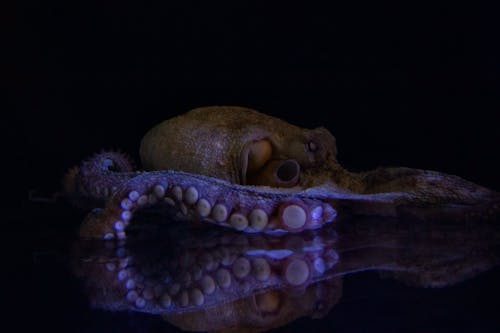 Kostenloses Stock Foto zu tentakel, tier, tintenfisch
