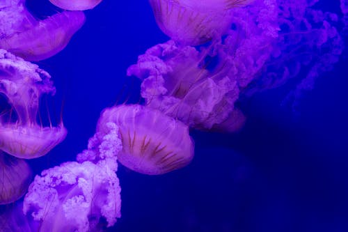 Kostenloses Stock Foto zu aquarium, baden, farbe