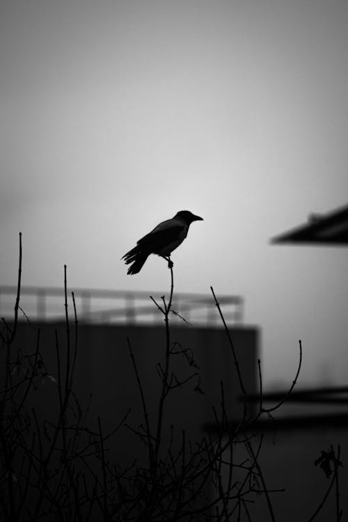 A black and white photo of a bird on a tree