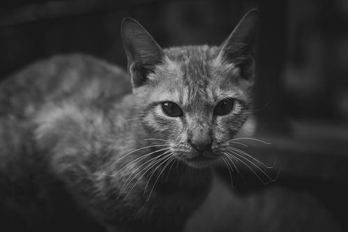 Free Intense gaze of a cat captured in black and white with selective focus. Stock Photo