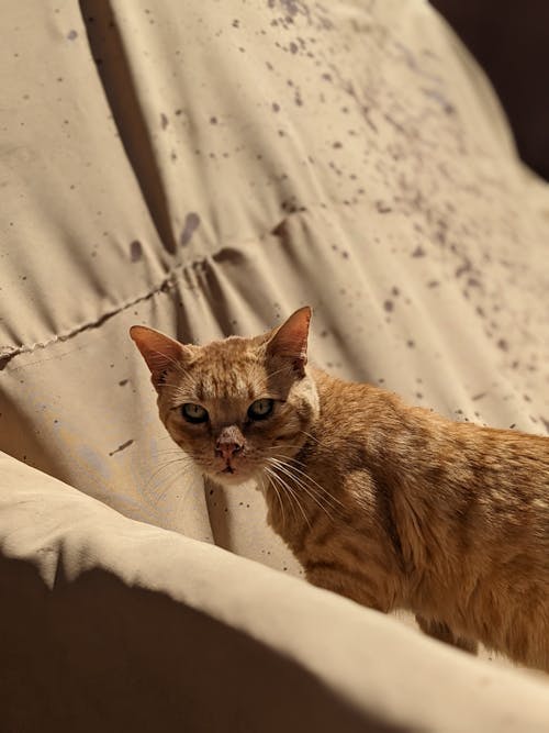 Fotos de stock gratuitas de enfoque selectivo, Fondo blanco, fotografía de animales