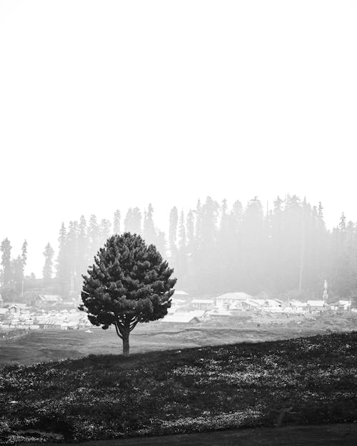 Tree black and white 