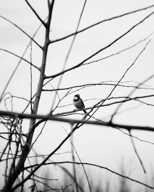 Bird Black & white 