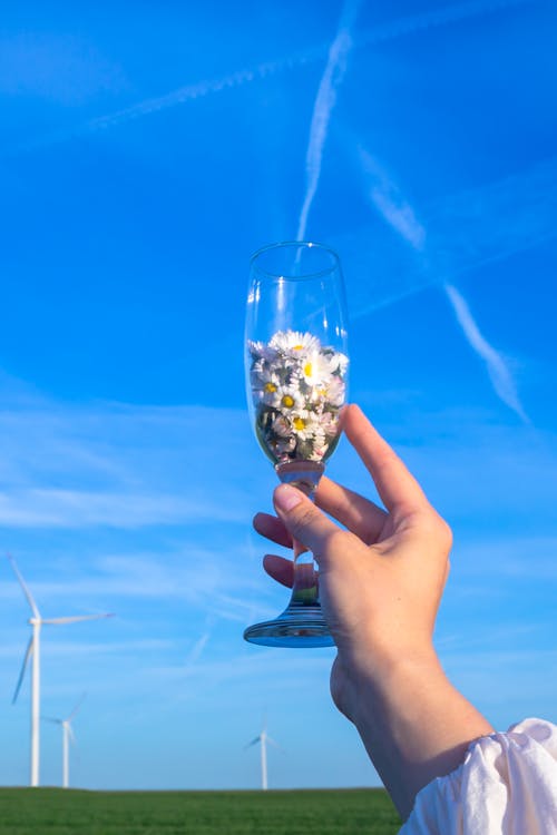 Gratis lagerfoto af bellis, blå himmel, blomster