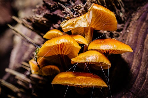 bereket, doğa, mantarlar içeren Ücretsiz stok fotoğraf