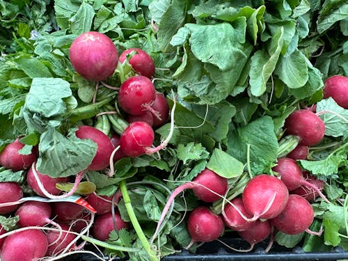 A bunch of radishes are sitting in a basket