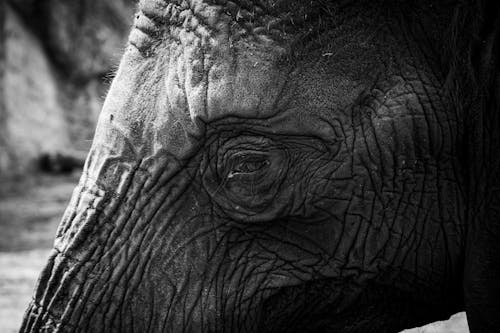 Fotobanka s bezplatnými fotkami na tému Afrika, čierny a biely, divočina