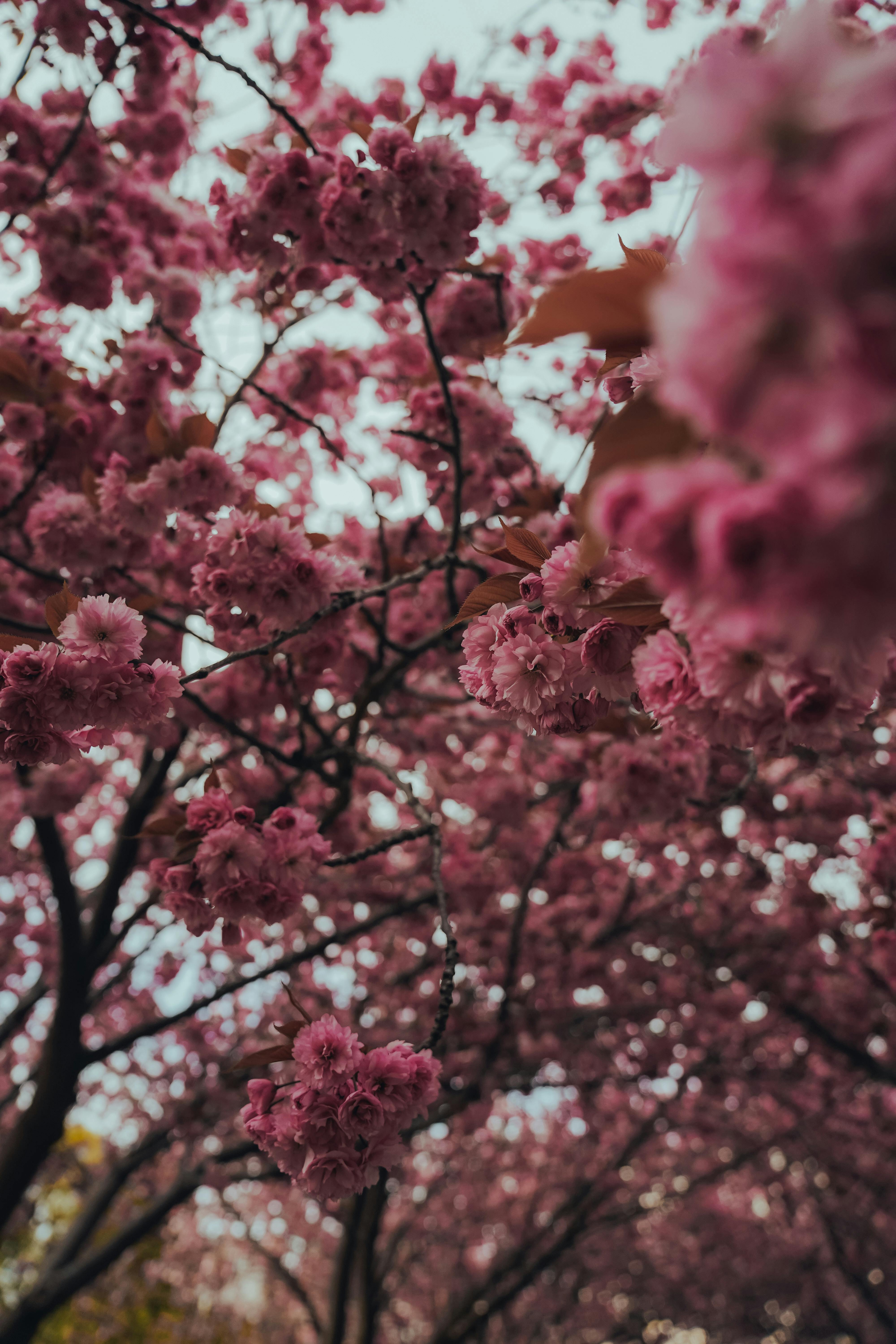 Stunning cherry blossoms in full bloom create a springtime floral canopy.