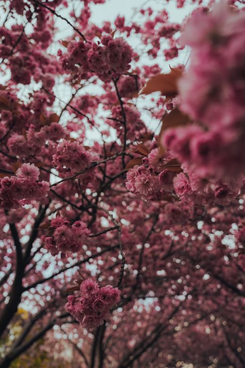 Spring Free Stock spring · Free Stock Photo