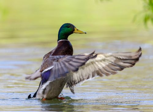 Free A majestic mallard duck spreading its wings on a scenic lake in Salzgitter, Germany. Stock Photo