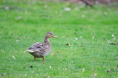 Imagine de stoc gratuită din a închide, câmp, fotografie cu animale sălbatice