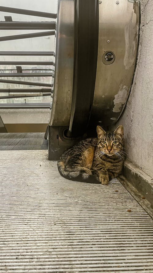 地鐵入口, 地鐵站, 流浪貓 的 免費圖庫相片