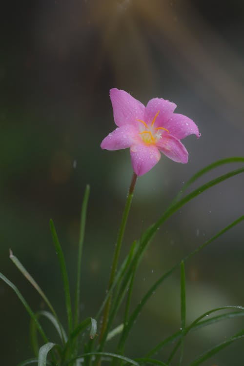 꽃잎, 들판, 분홍색의 무료 스톡 사진