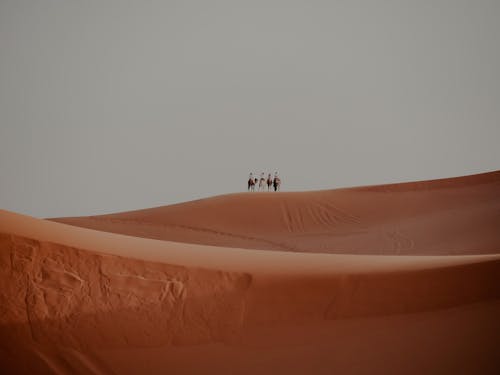 Foto profissional grátis de andar a cavalo, animais, areia