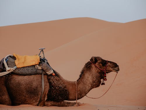 Foto profissional grátis de areia, calor, camelo