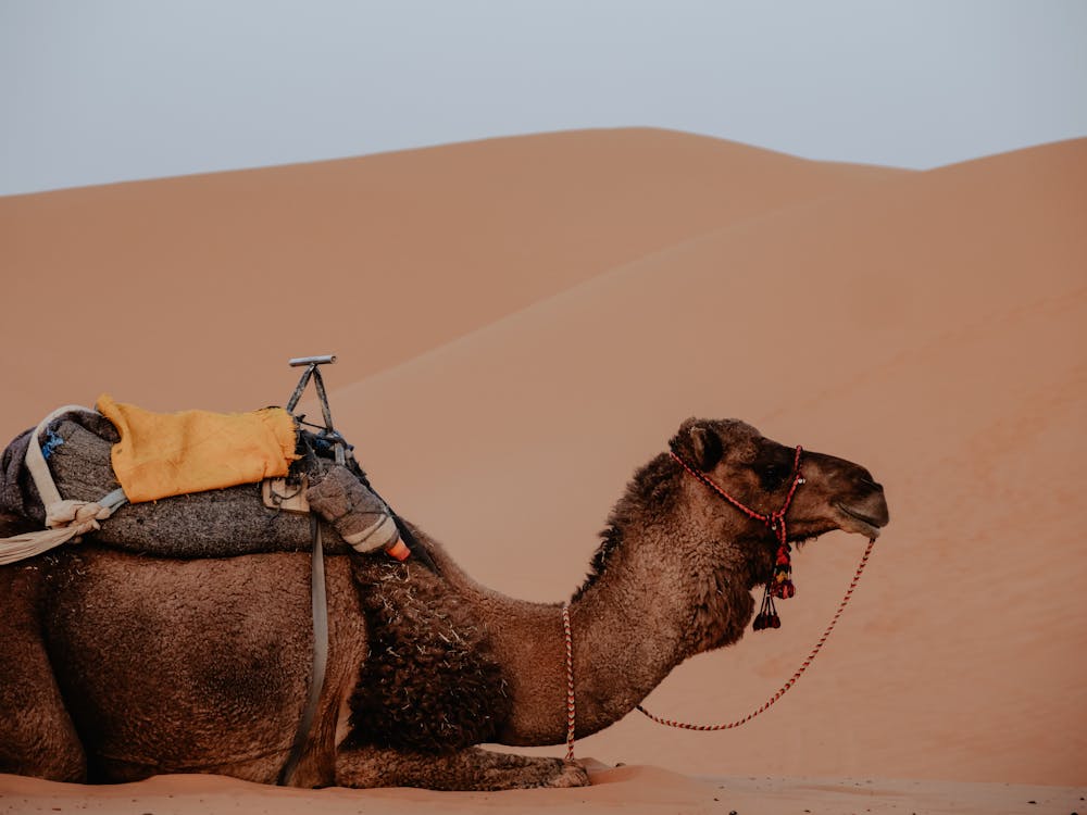 Photo of a Camel with a Saddle Sitting in a Desert · Free Stock Photo