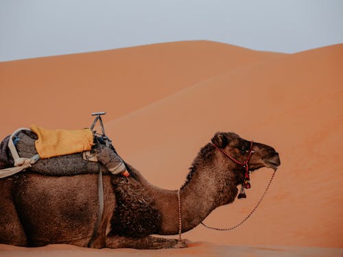 Foto profissional grátis de areia, calor, camelo