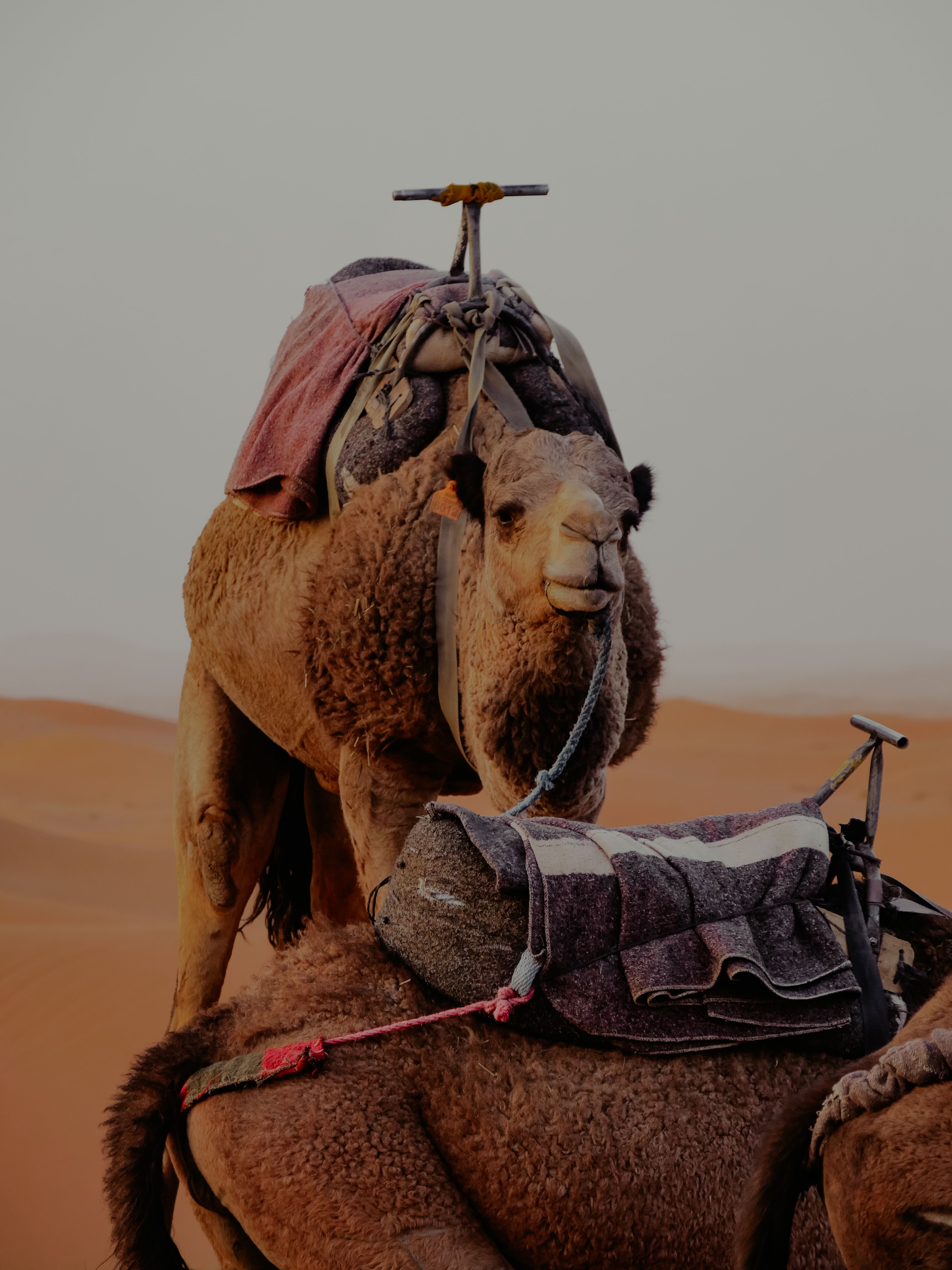 Agafay-Wüste ab Marrakech: Lohnt sich der Ausflug?