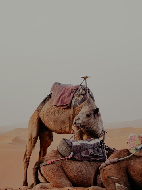 Бесплатное стоковое фото с верблюды, вертикальный выстрел, домашний скот