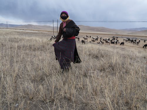 Darmowe zdjęcie z galerii z chodzenie, gospodarstwo, hodowca bydła