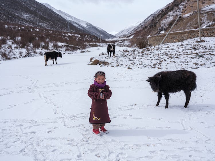 Girl With Cows In Winter