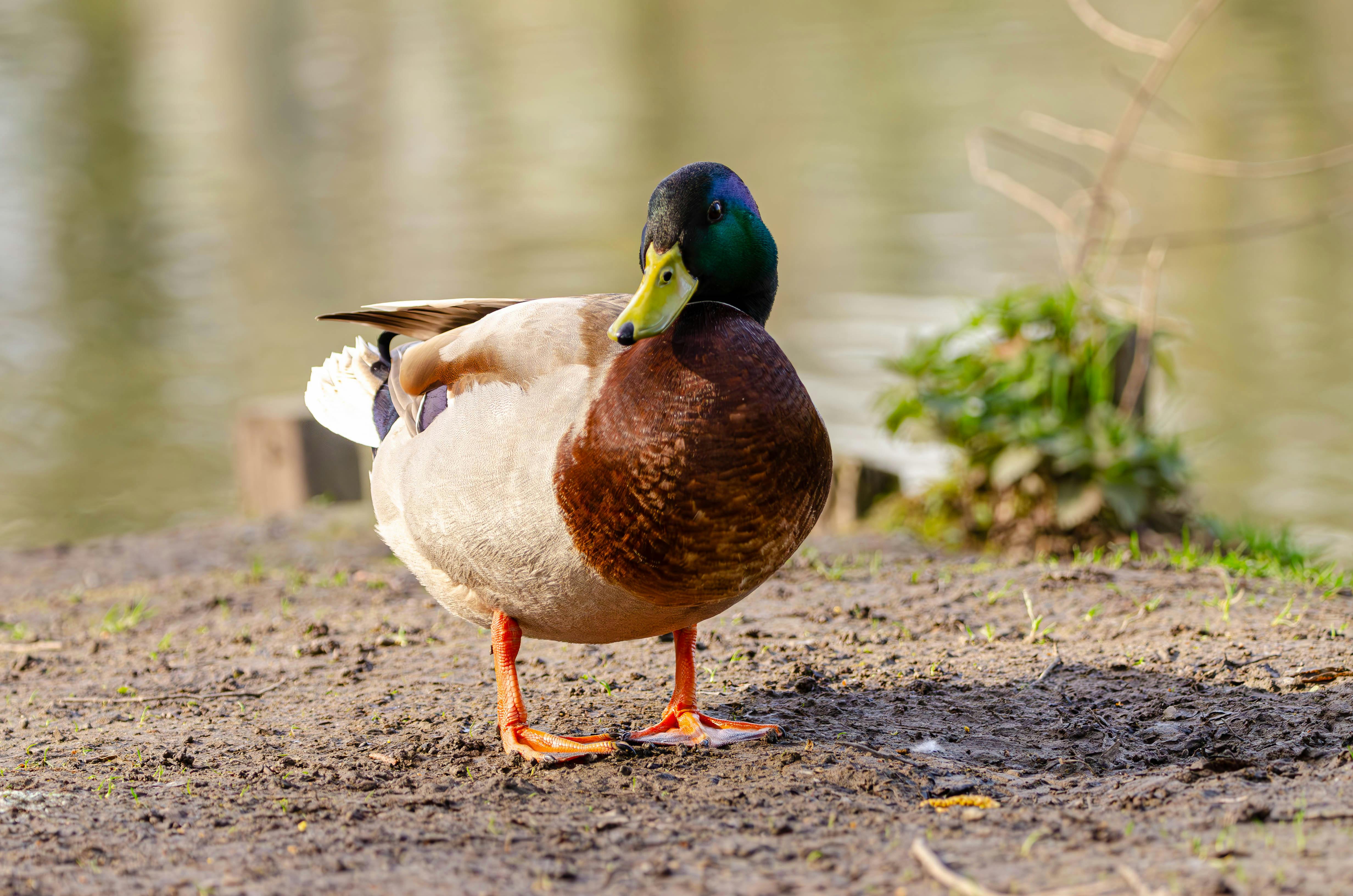 Close-up of a Mallard Drake Standing on the Ground near a Body of Water