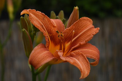 Kostnadsfri bild av apelsinblomma, doft, knoppar