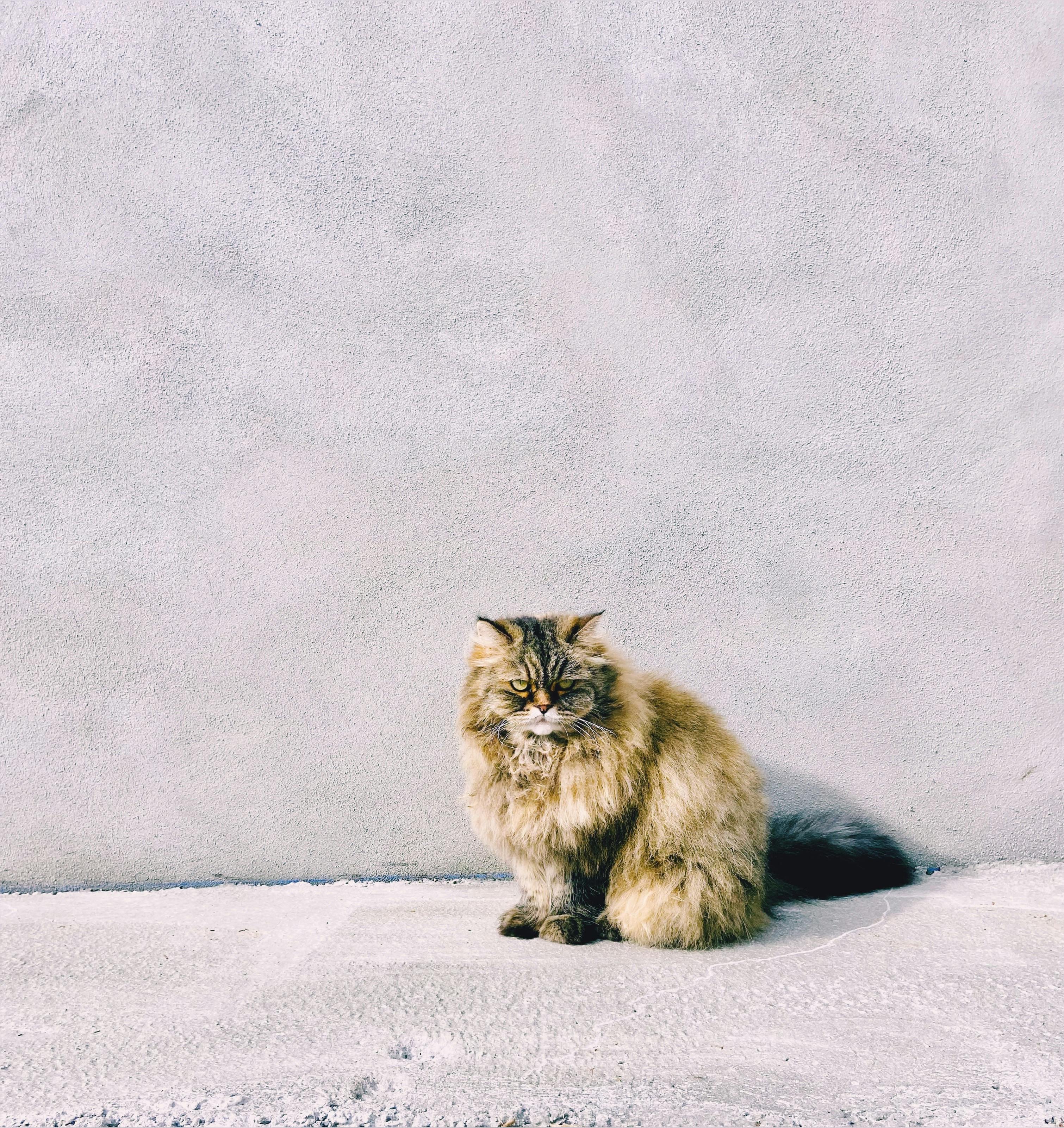 A fluffy Persian cat sitting against a minimalist light gray wall outdoors.