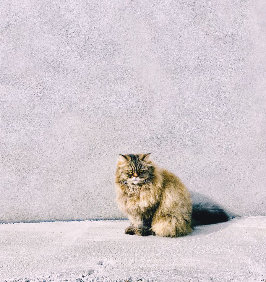 Fluffy Persian cat sitting against a light wall