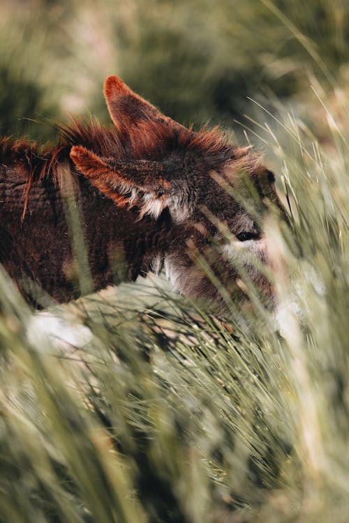 Foto profissional grátis de animais selvagens, animal, asno