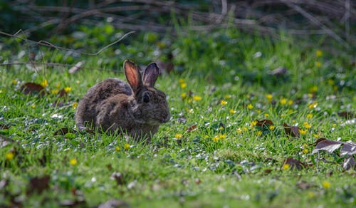 Imagine de stoc gratuită din animal, blană, brun