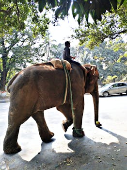 白天，一名男子骑着亚洲象穿行在绿树成荫的城市街道上