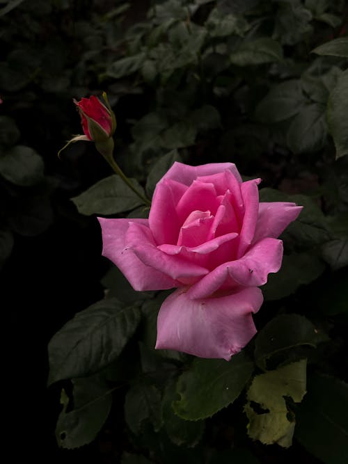 Imagine de stoc gratuită din copil roz, estetic, floare