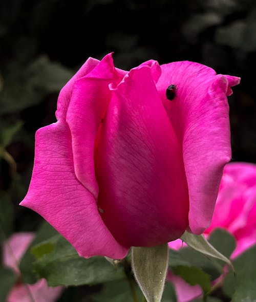 Imagine de stoc gratuită din copil roz, estetic, floare
