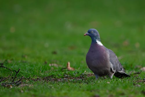 Imagine de stoc gratuită din animal, aviar, faună sălbatică