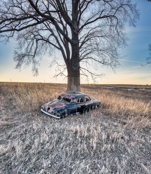 Fotos de stock gratuitas de abandonado, árbol, campo