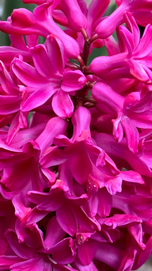 Základová fotografie zdarma na téma hyacint, kytka, růžová