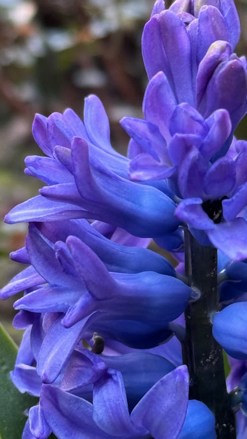 Безкоштовне стокове фото на тему «гіацинт, квітка, фіолетовий»