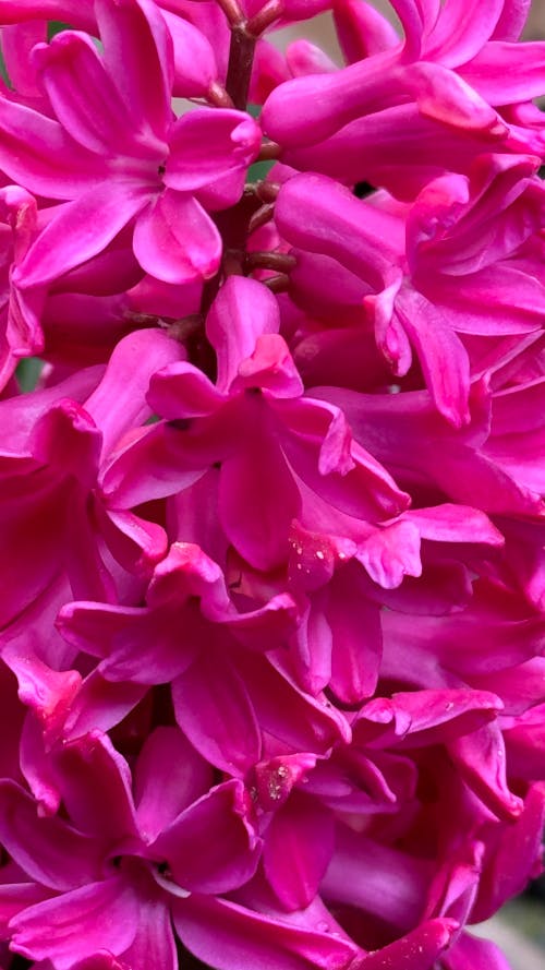 Kostnadsfri bild av blomma, hyacint, rosa