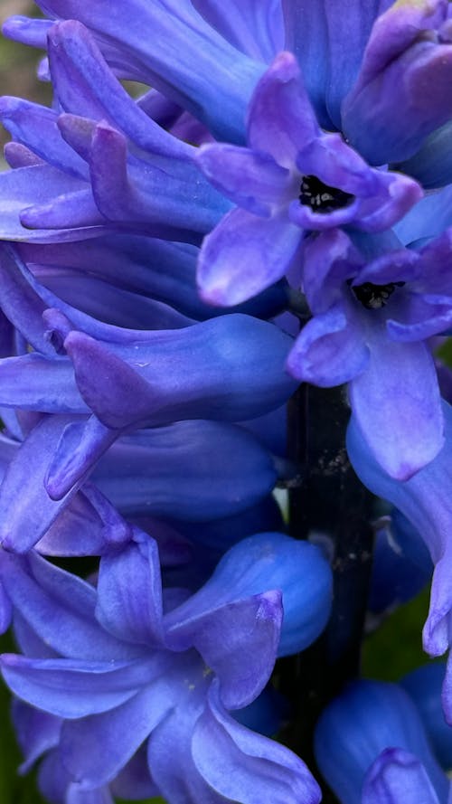 紫色, 花, 風信子 的 免費圖庫相片